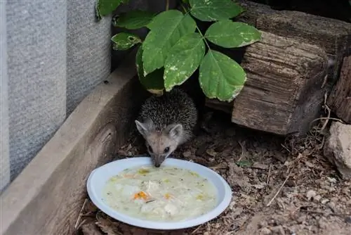 ano-kumain-mga hedgehog