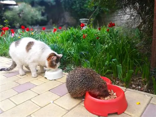 what-eat-hedgehogs