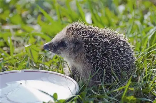 dab tsi-noj-hedgehogs