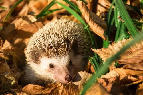 what-eat-hedgehogs