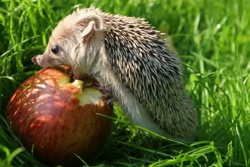 Hedgehog noj zaub mov: lawv noj dab tsi thiab lawv yuav tsum zam dab tsi?