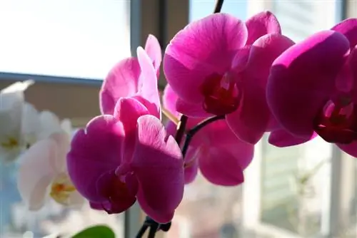 rozkvétání phalaenopsis