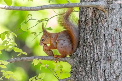 nini-kula-squirrels