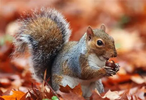 what-eat-squirrels