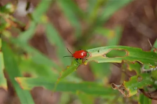 zanbaq toyuq