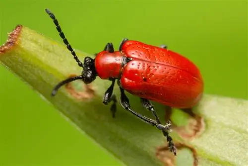 লিলি মুরগি চিনুন এবং জৈবিকভাবে লড়াই করুন