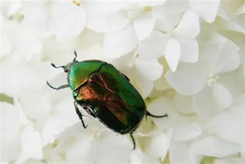 green beetle