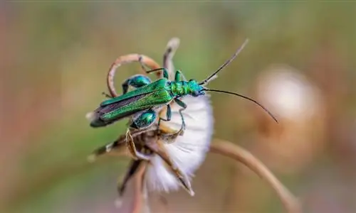 green beetle