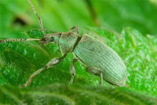 green beetle