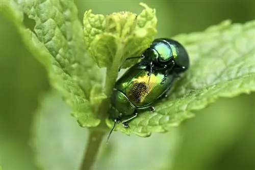 green beetle