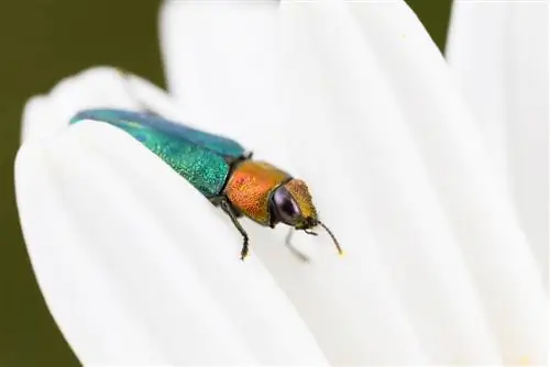 Groene kever ontdekt: Hoe bepaal ik de soort?