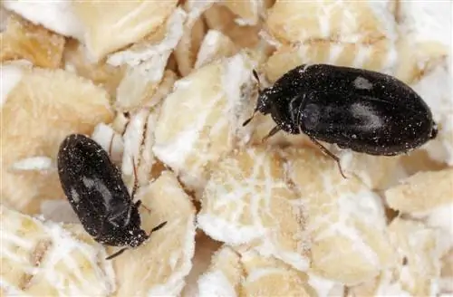 little black beetles