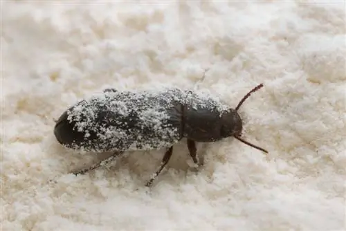 petits-coléoptères-noirs