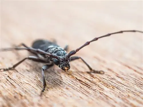 petits-coléoptères-noirs