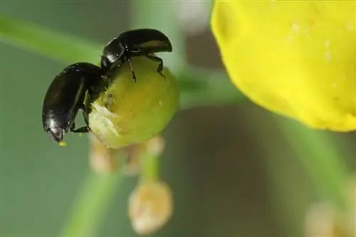 সামান্য কালো পোকা