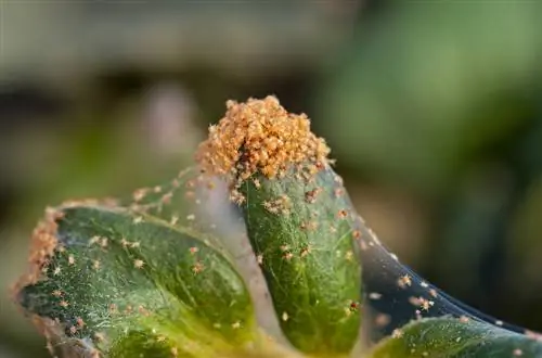 araña roja