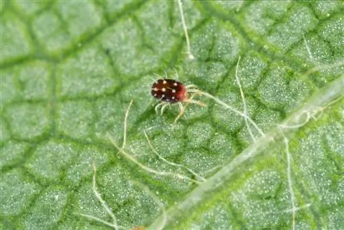 araña roja