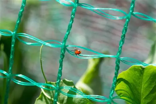 araña roja