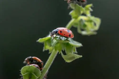 araña roja