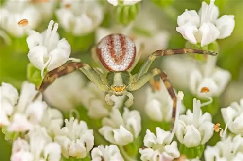 araña roja