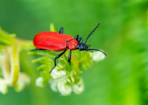 escarabajos rojos