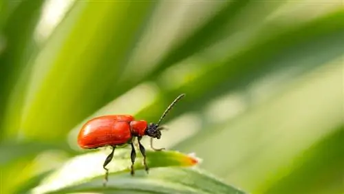 escarabajos rojos