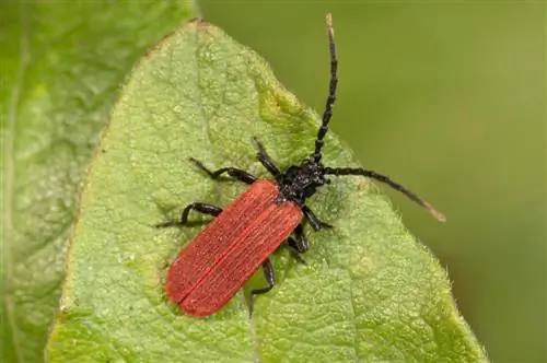 escarabajos rojos