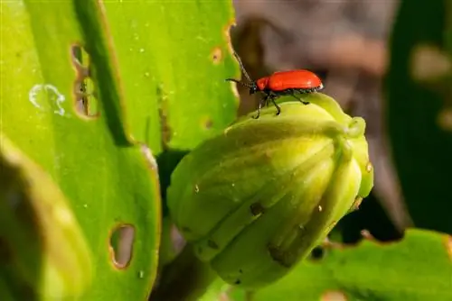 escarabajos rojos