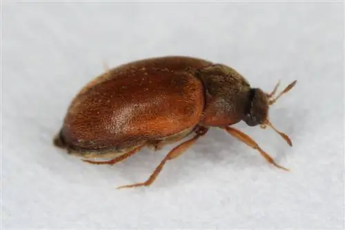 small-brown-beetles