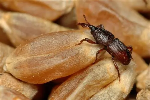 small-brown-beetles