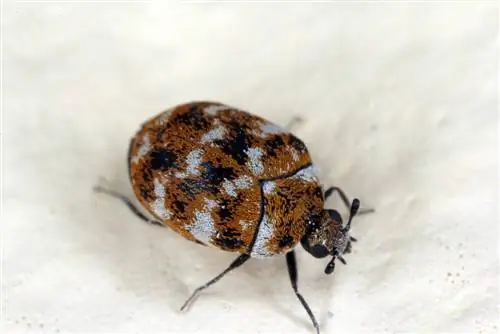 piccoli coleotteri marroni