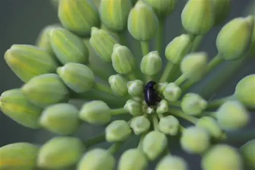 ধর্ষণ পোকা