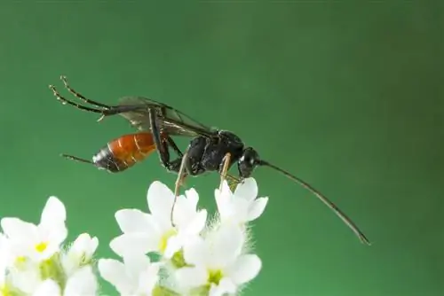 ধর্ষণ পোকা