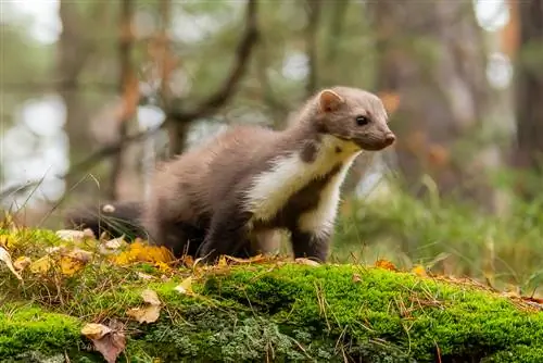 môi trường sống của marten