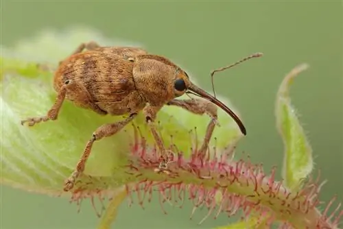 hazelnut መሰርሰሪያ