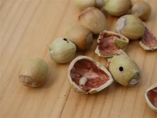 hazelnut መሰርሰሪያ