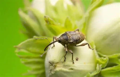 Hazelnootboorders in die tuin: Hoe raak ek daarvan ontslae?