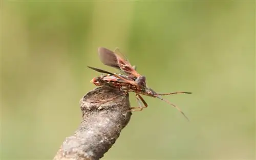 bọ cánh cứng