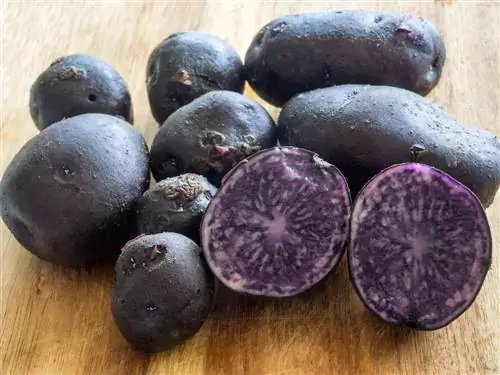 blauwe aardappelen