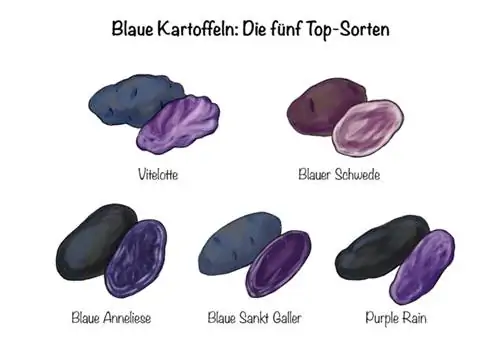 Blauwe aardappelen: de vijf toprassen