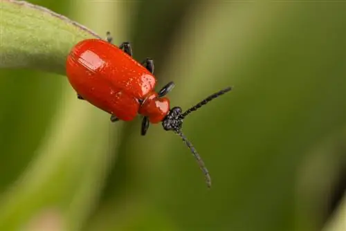 bọ-đỏ-đen