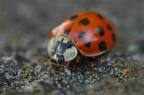 beetle-red-black