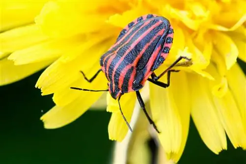 Escarabajos rojo-negros: 10 especies nativas de un vistazo