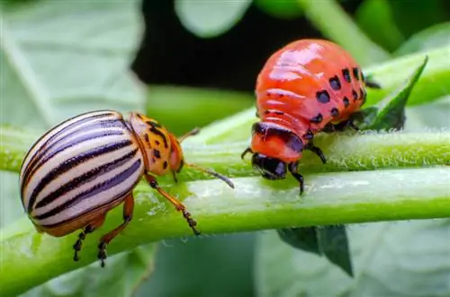 Larva dello scarabeo della patata