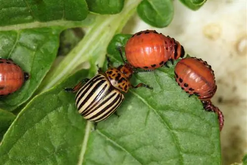 larva del escarabajo de la patata