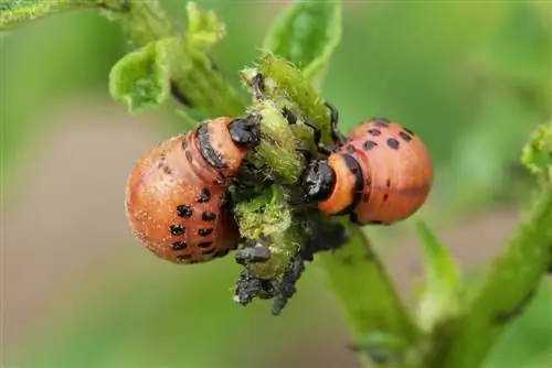 larva pásavky zemiakovej