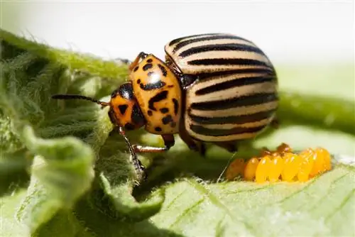 larva krompirove zlatice