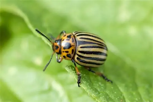 potato beetle larva