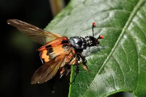 coléoptère fossoyeur