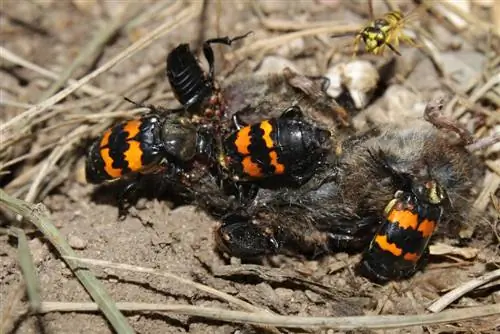 coléoptère fossoyeur